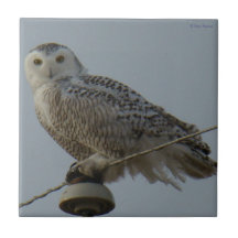 B38 Snowy Owl