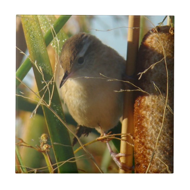 B3 Marsh Wren Tile (Front)