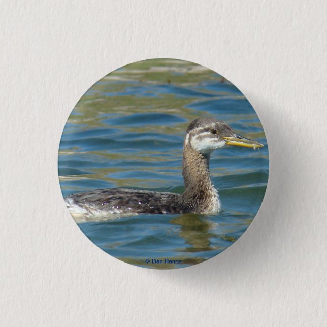 B40 Juvenile Red-necked Grebe 3 Cm Round Badge (Front)