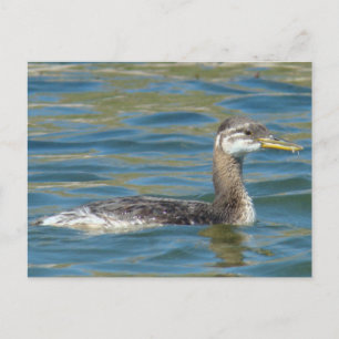 B40 Juvenile Red-necked Grebe Postcard