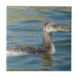 B40 Juvenile Red-necked Grebe Tile