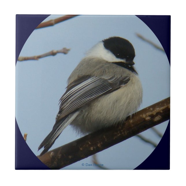 B43 Black Capped Chickadee Tile (Front)