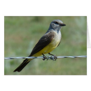 B44 Western Kingbird