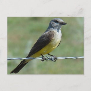 B44 Western Kingbird Postcard