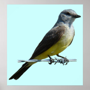 B45 Western Kingbird Poster