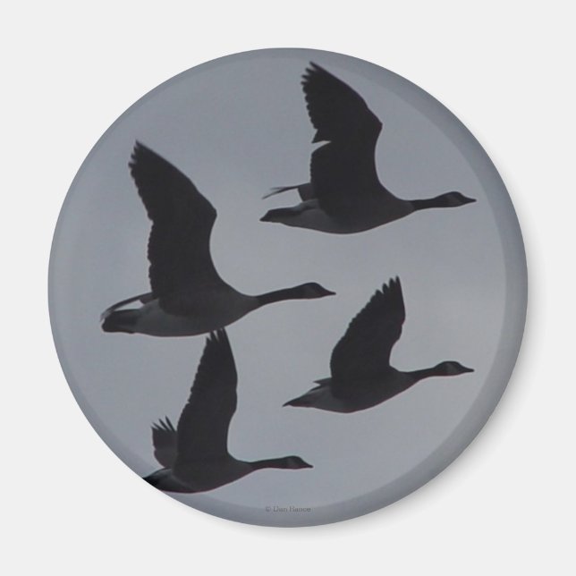 B46 Canadian Geese in Flight Magnet (Front)