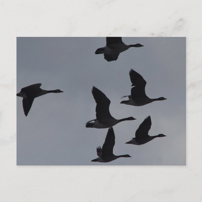 B46 Canadian Geese in Flight Postcard (Front)