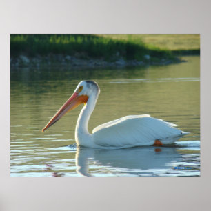 B4 White Pelican Poster