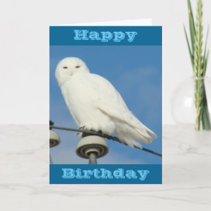 B50 Snowy Owl Card