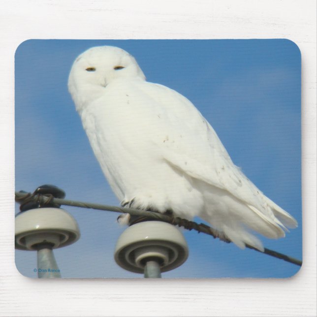 B50 Snowy Owl Mouse Pad (Front)