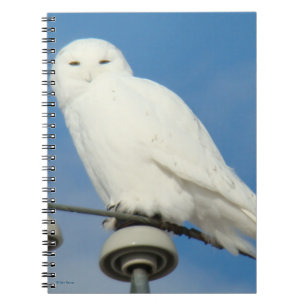 B50 Snowy Owl Notebook