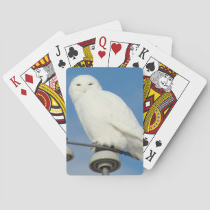 B50 Snowy Owl Playing Cards