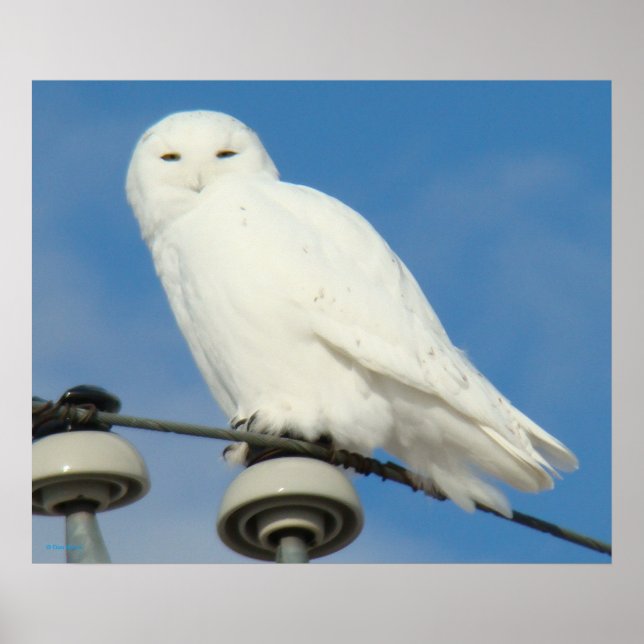 B50 Snowy Owl Poster (Front)