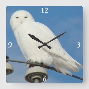 B50 Snowy Owl Square Wall Clock
