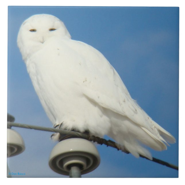 B50 Snowy Owl Tile (Front)