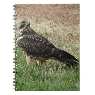 B52 Swainson's Hawk Notebook