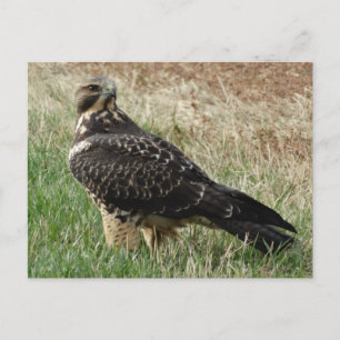 B52 Swainson's Hawk Postcard