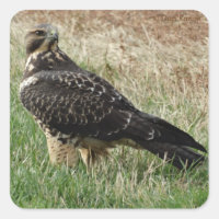 B52 Swainson's Hawk