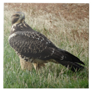 B52 Swainson's Hawk Tile