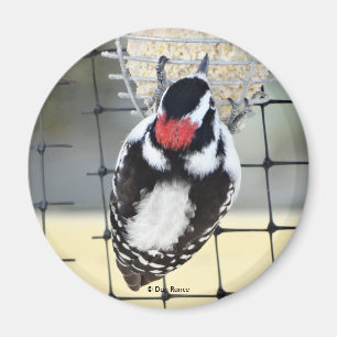 B53 Downy Woodpecker Magnet