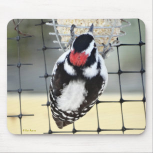 B53 Downy Woodpecker Mouse Pad