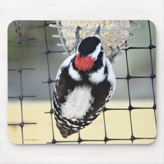 B53 Downy Woodpecker Mouse Pad (Front)