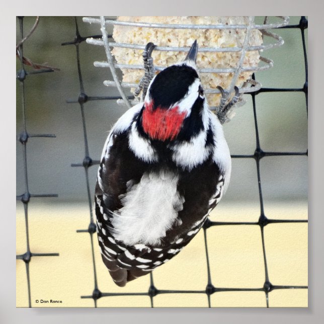 B53 Downy Woodpecker Poster (Front)