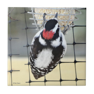 B53 Downy Woodpecker Tile