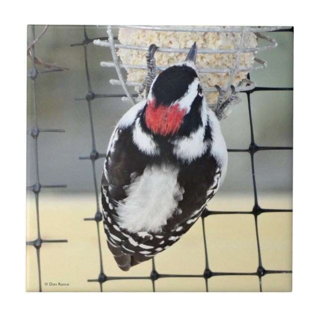 B53 Downy Woodpecker Tile (Front)