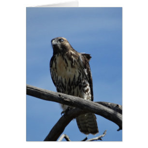B54 Swainson's Hawk