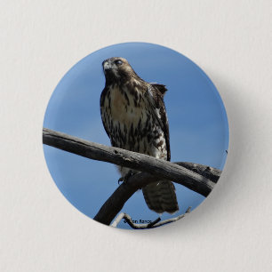 B54 Swainson's Hawk 6 Cm Round Badge