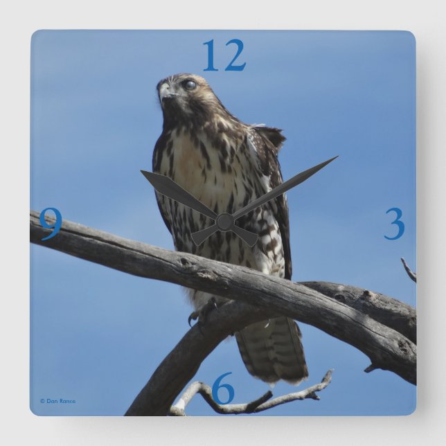 B54 Swainson's Hawk Square Wall Clock (Front)