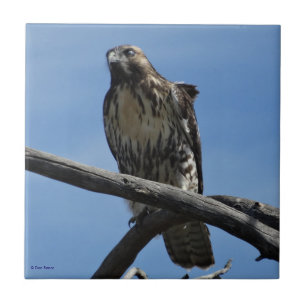 B54 Swainson's Hawk Tile