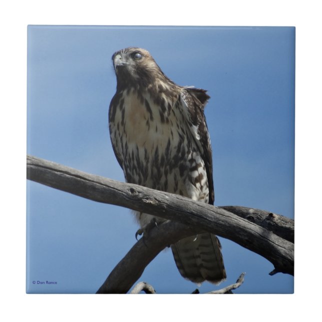 B54 Swainson's Hawk Tile (Front)