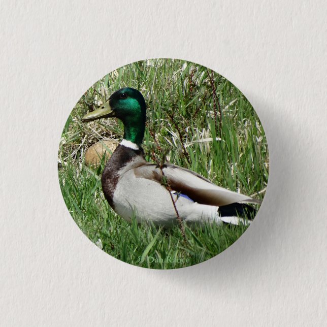 B55 Mallard Duck Drake Greenhead in the Grass 3 Cm Round Badge (Front)