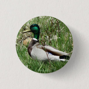 B55 Mallard Duck Drake Greenhead in the Grass 3 Cm Round Badge