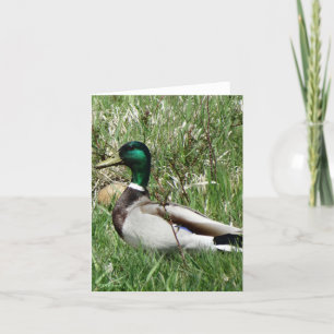 B55 Mallard Duck Drake Greenhead in the Grass Holiday Card