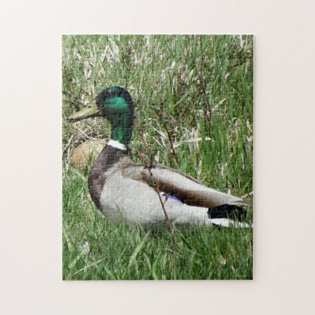 B55 Mallard Duck Drake Greenhead in the Grass Jigsaw Puzzle (Vertical)