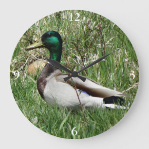 B55 Mallard Duck Drake Greenhead in the Grass Large Clock