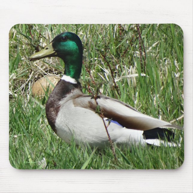 B55 Mallard Duck Drake Greenhead in the Grass Mouse Pad (Front)