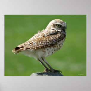 B56 Burrowing Owl Poster