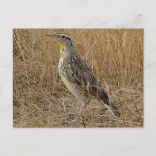B57 Western Meadowlark Postcard