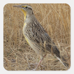 B57 Western Meadowlark Square Sticker