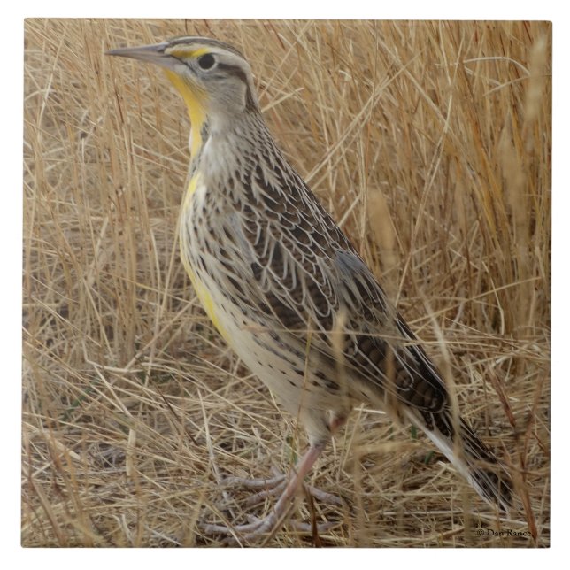 B57 Western Meadowlark Tile (Front)