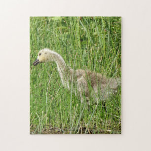 B58 Canada Goose Gosling in the Grass Jigsaw Puzzle