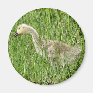 B58 Canada Goose Gosling in the Grass Magnet