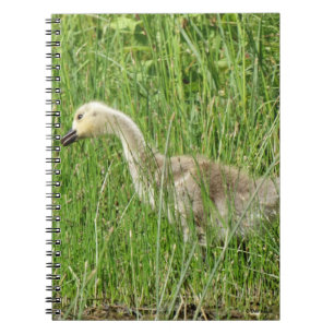 B58 Canada Goose Gosling in the Grass Notebook