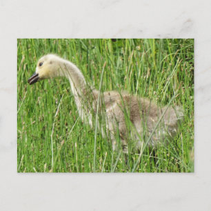 B58 Canada Goose Gosling in the Grass Postcard
