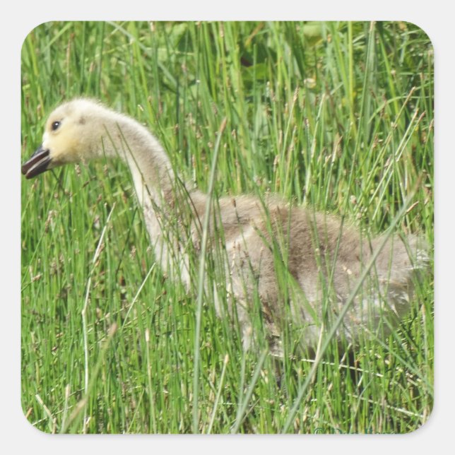 B58 Canada Goose Gosling in the Grass Square Sticker (Front)