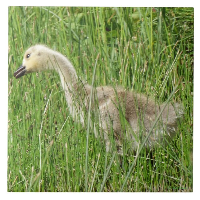 B58 Canada Goose Gosling in the Grass Tile (Front)